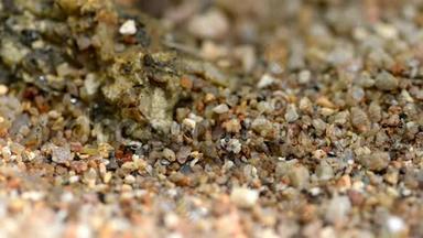 有蚂蚁<strong>路</strong>径的卵石